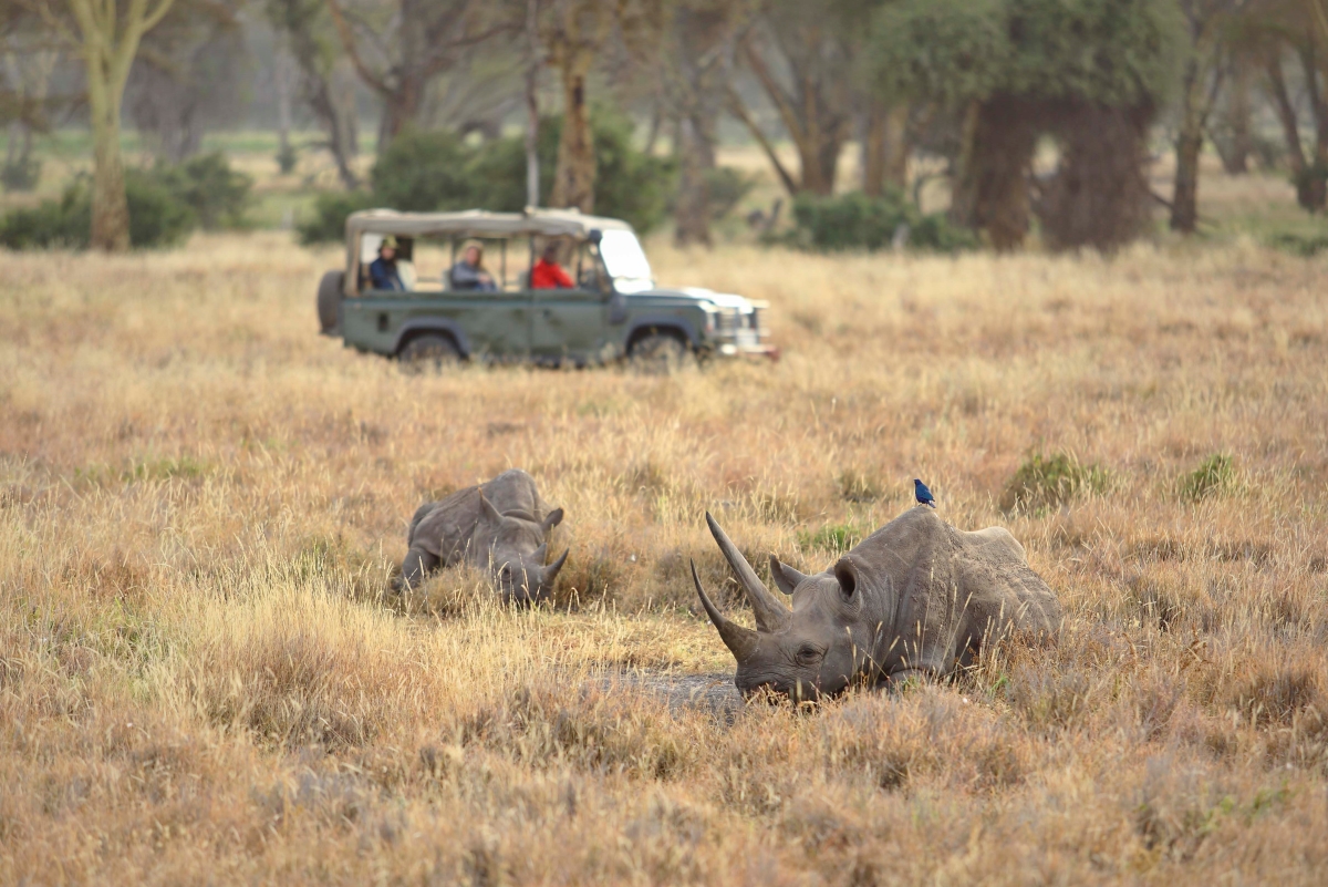 elewana_kifaru_house_lewa_-_wildlife__activities_-_game_drive__white_rhino-5 Rhino sighting while on a game drive